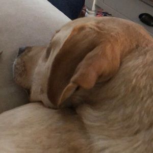 Meet your Posher, Lj